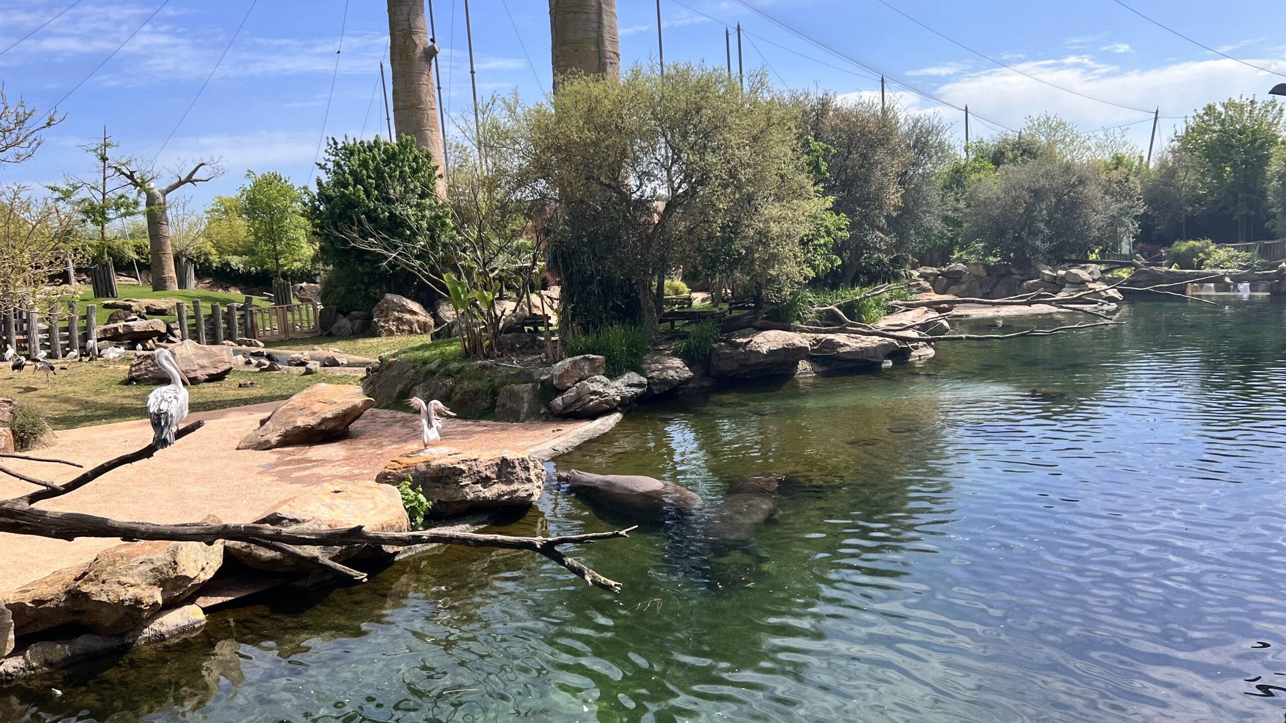 Le Zoo de Beauval plus grand zoo de France ! Va voir làbas — free download