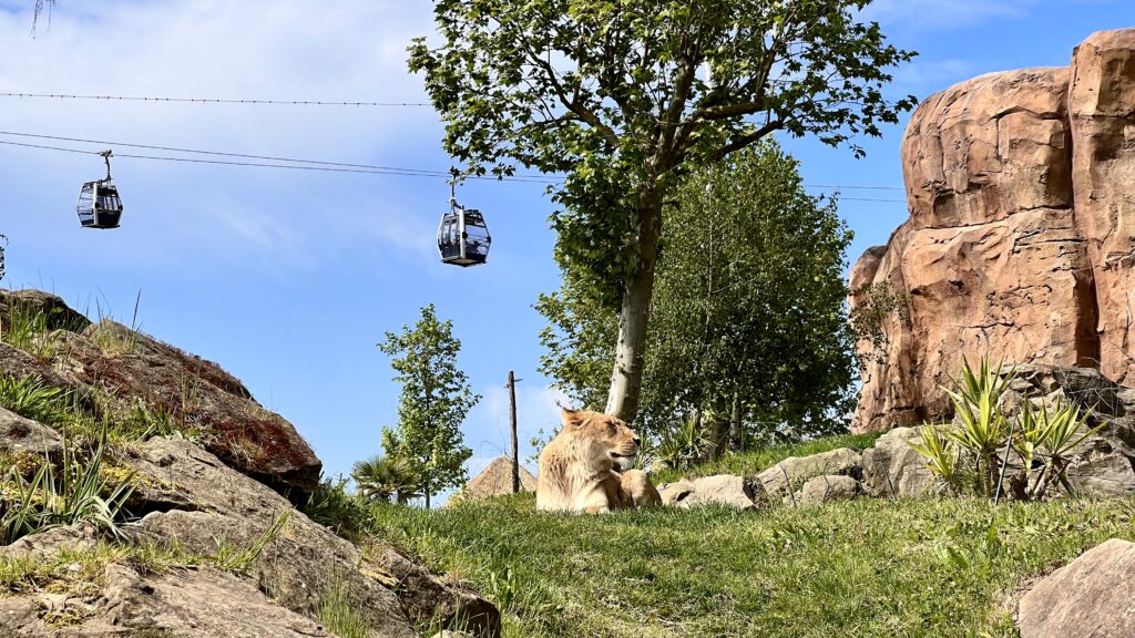 C'est l'heure de la pause pour les lions du Zoo de Beauval